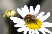 RFID technology helps figure out colony collapse in bees