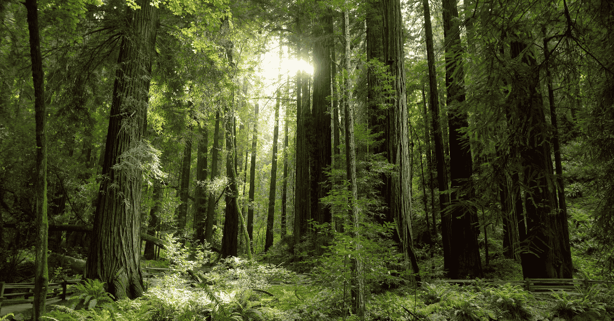 Durable ID for Forest Data Case Study Banner